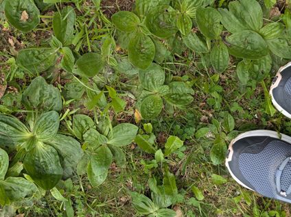 plantain à feuilles larges