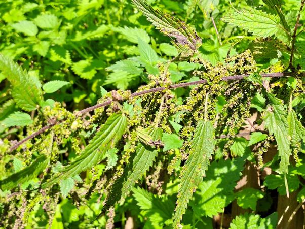 bienfaits des graines d'ortie