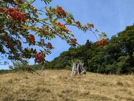 sorbier des oiseleurs